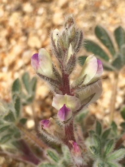 Lupinus_concinnus