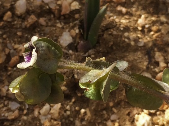 Tricardia_watsoni1_2