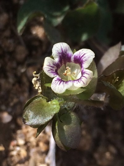 Tricardia_watsonii_1