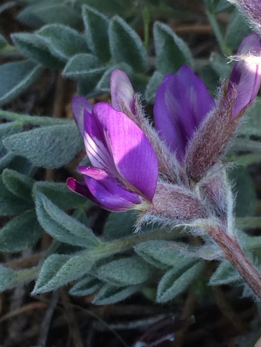 Astragalus_purshii_1