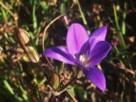Brodiaea_santarosae