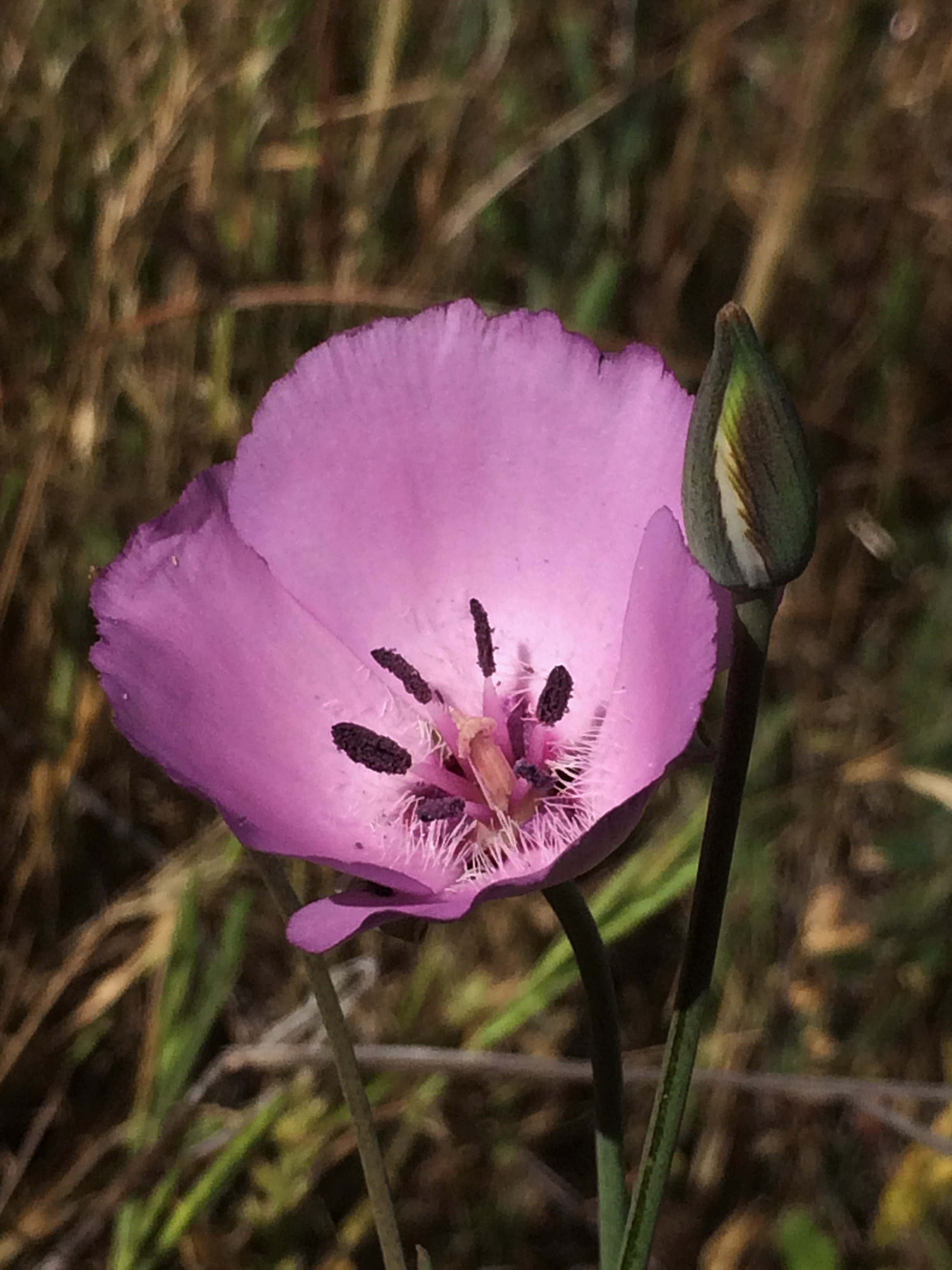 Calochortus_splendens