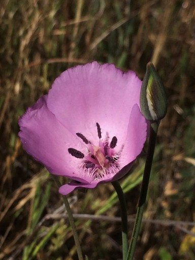 Calochortus_splendens