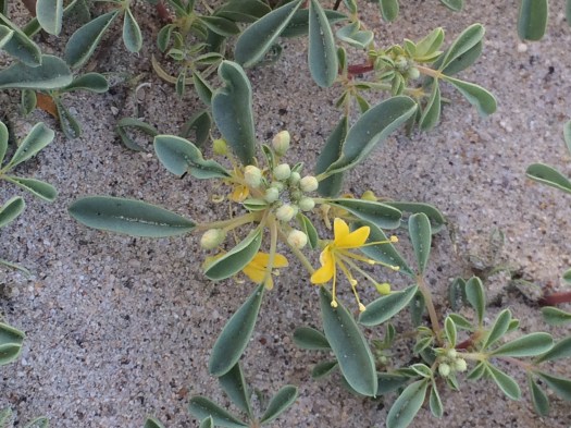 Cleomella_obtusifolia