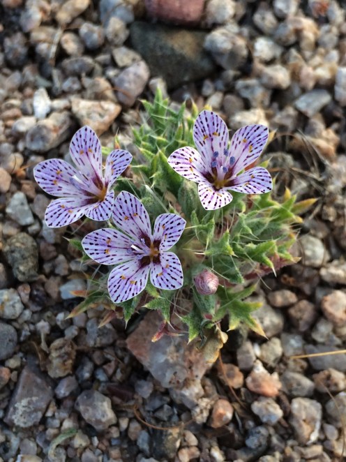 Langloisia_setosissima_1