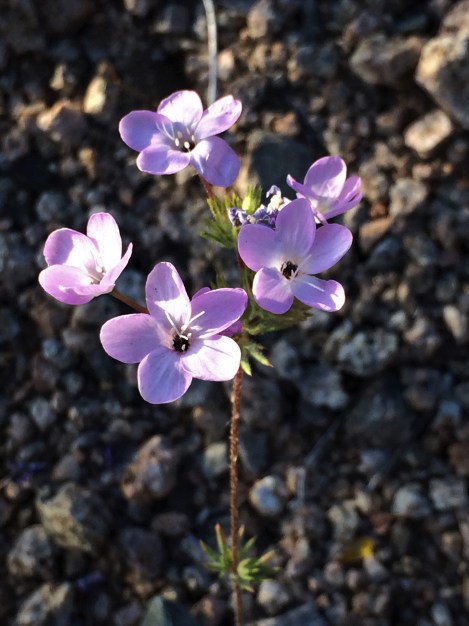 Leptosiphon_breviculus