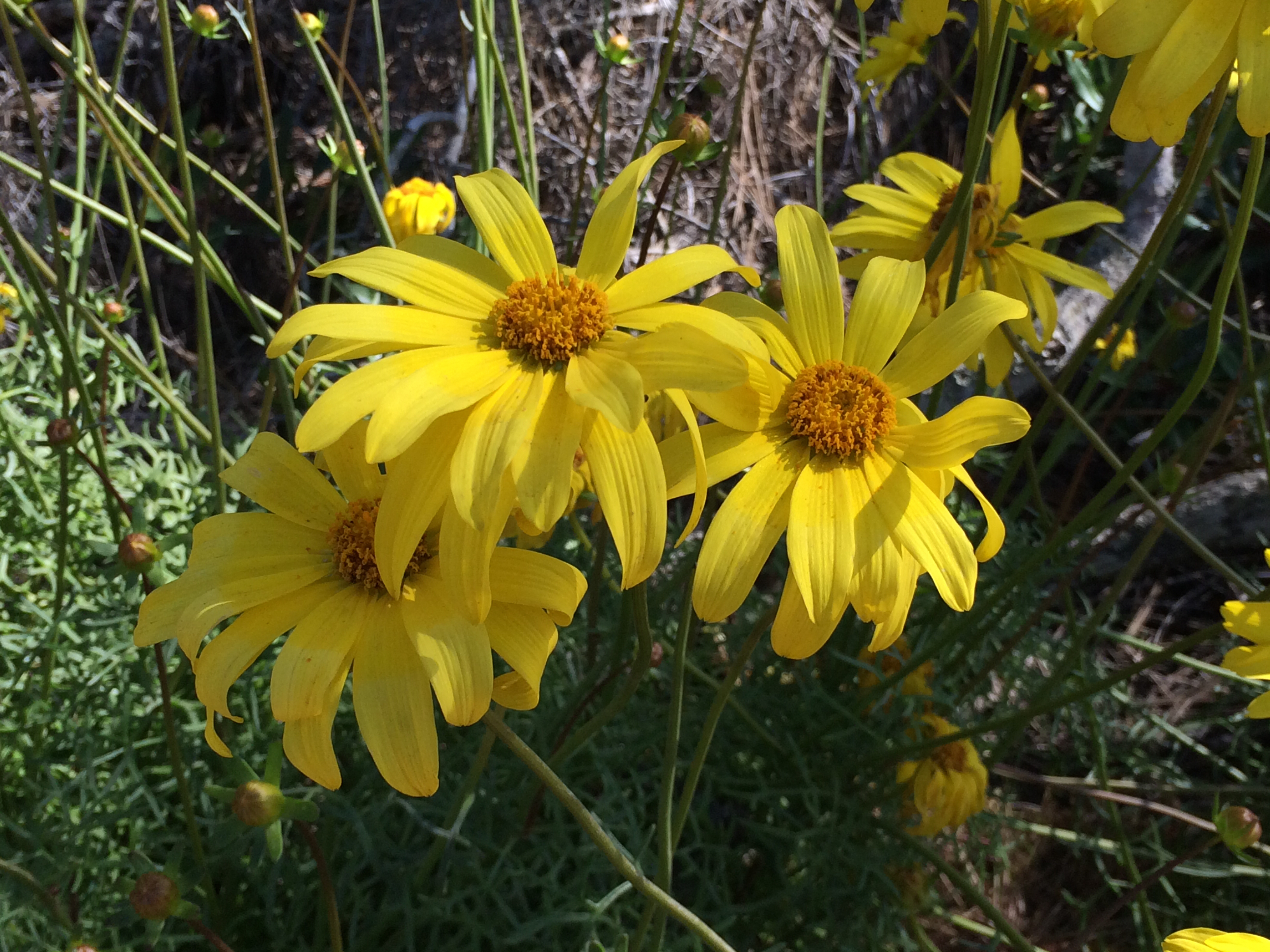 Leptosyne_maritima_2