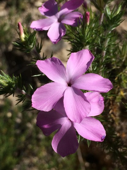 Linanthus_californicus