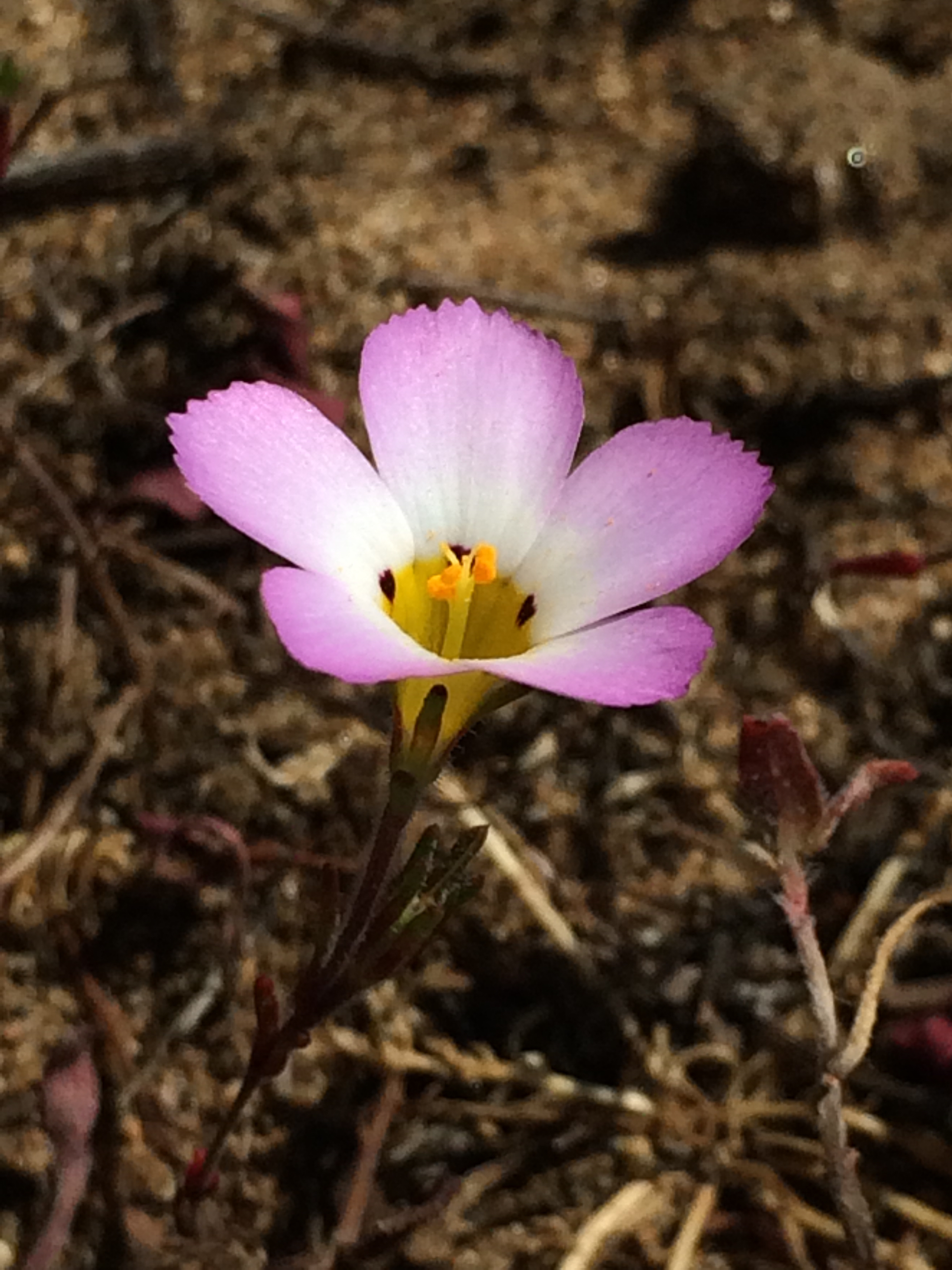 Linanthus_dianthiflorus