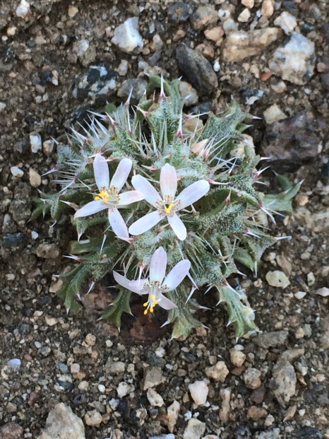 Loeseliastrum_schottii