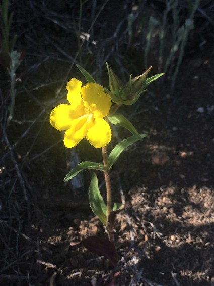 Mimulus_brevipes