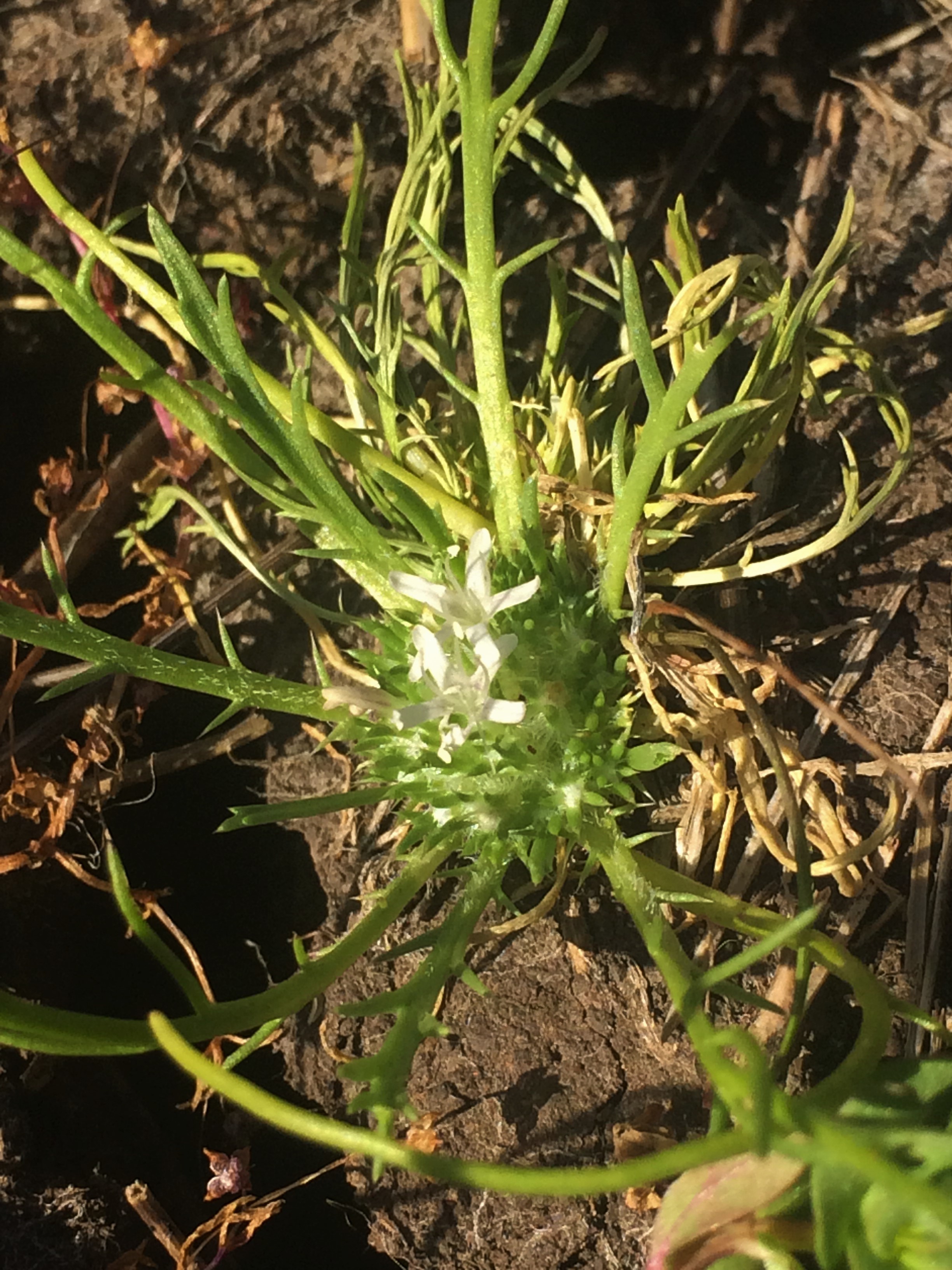 Navarretia_prostrata