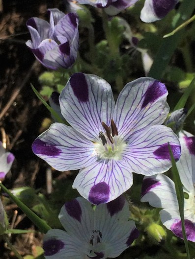 Nemophila_maculata_2