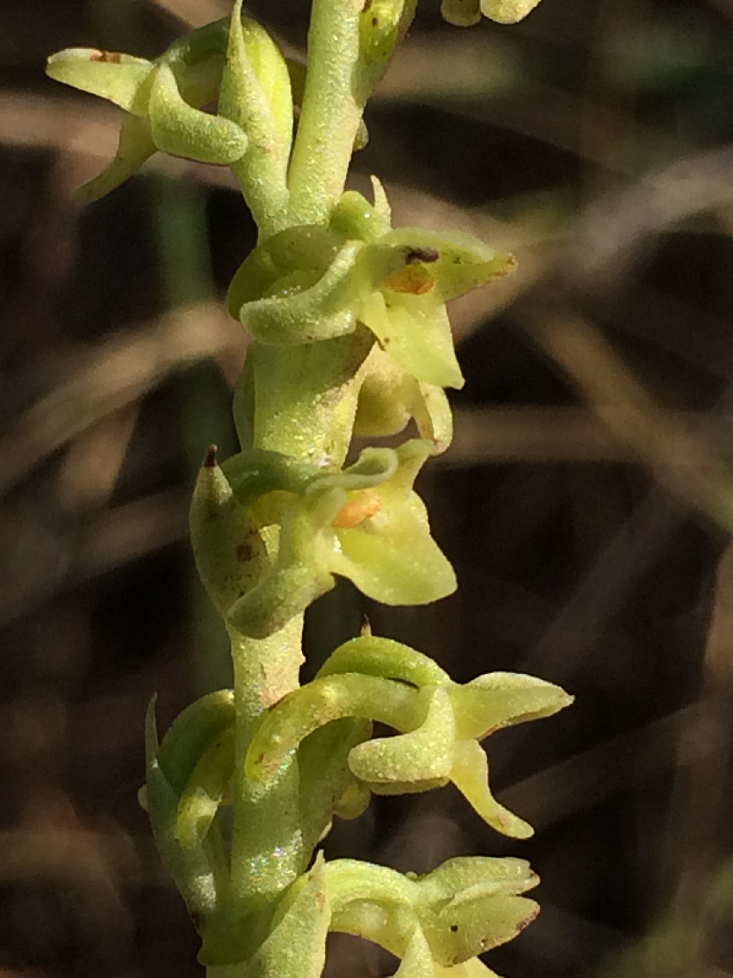 Piperia_cooperi