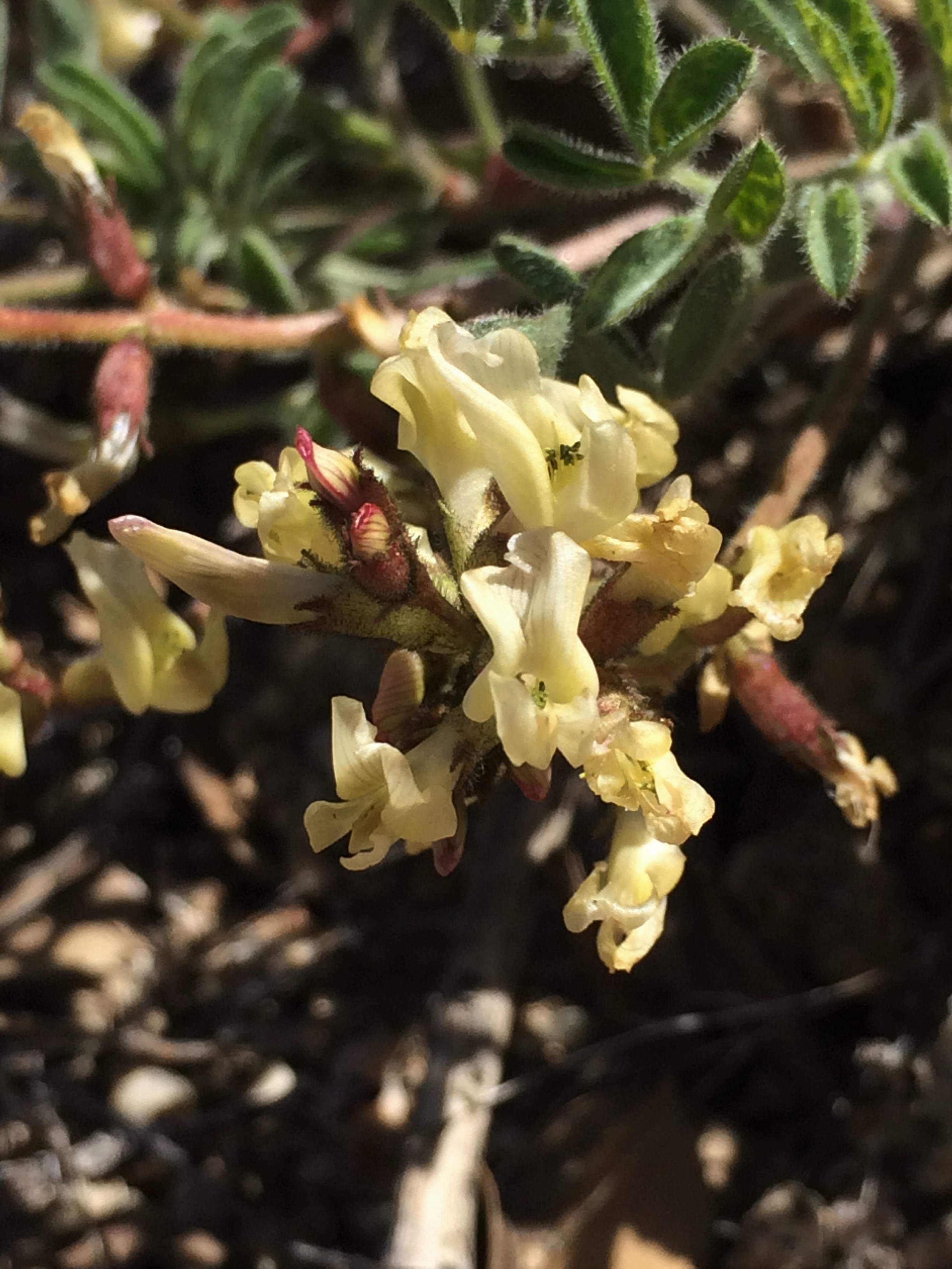 Astragalus_ertterae_1