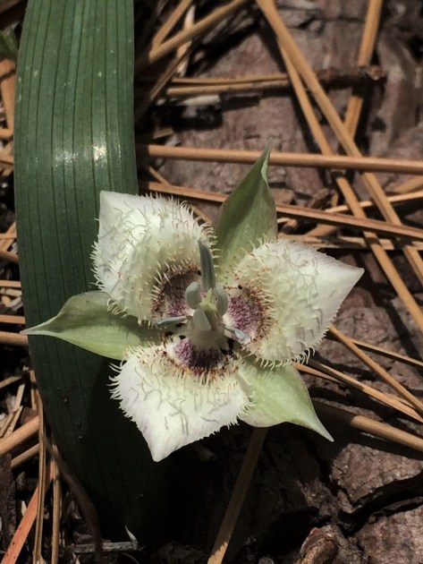 Calochortus_westonii_3