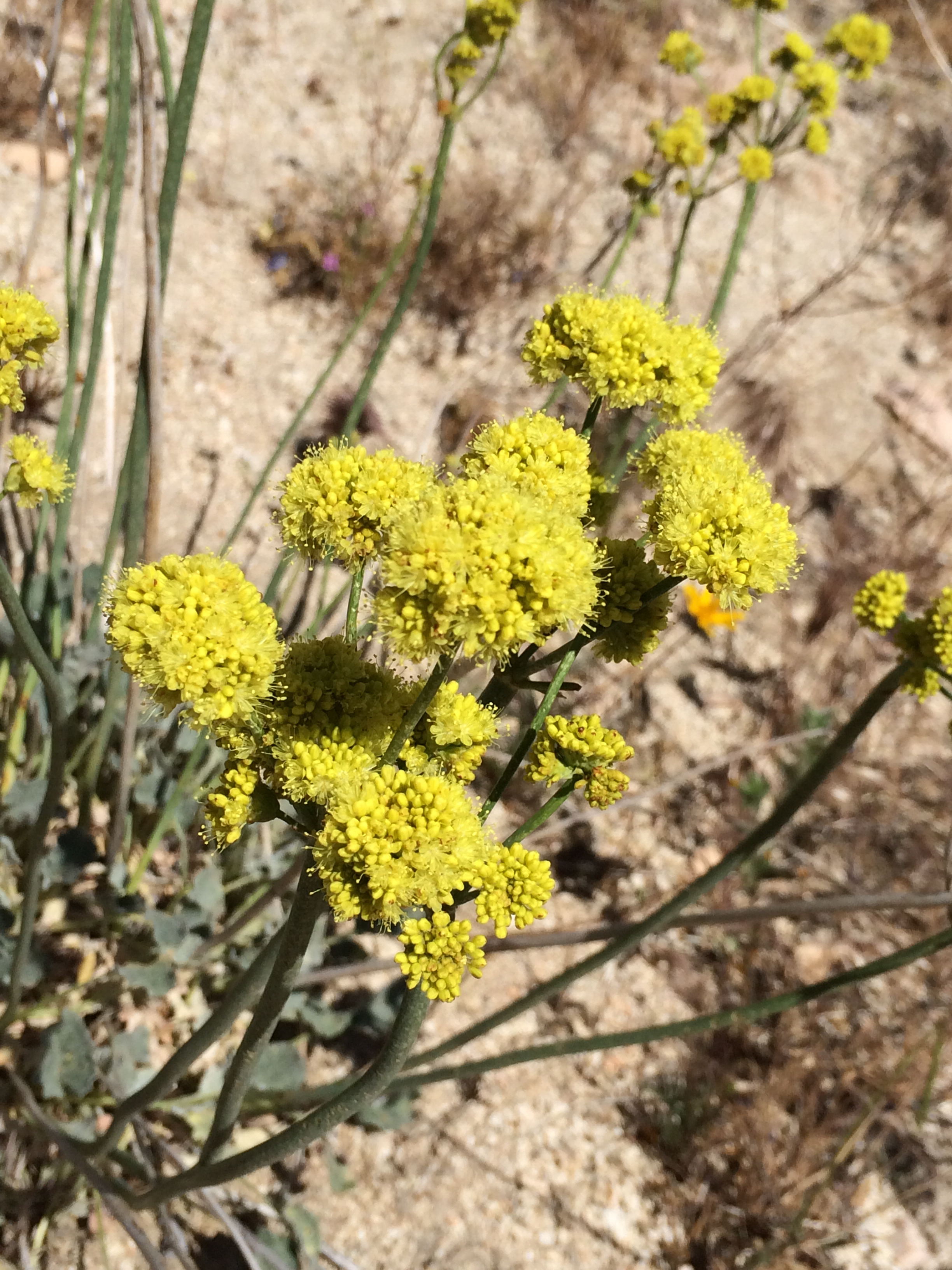 Eriogonum_nudum_westonii