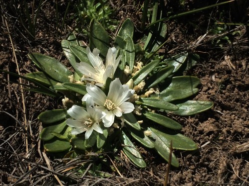 Lewisia_brachycalyx