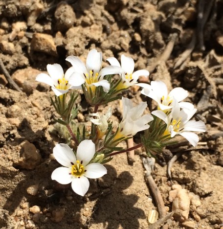 Linanthus_killipii_1