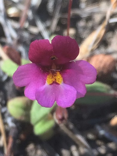 Mimulus_purpureus_2
