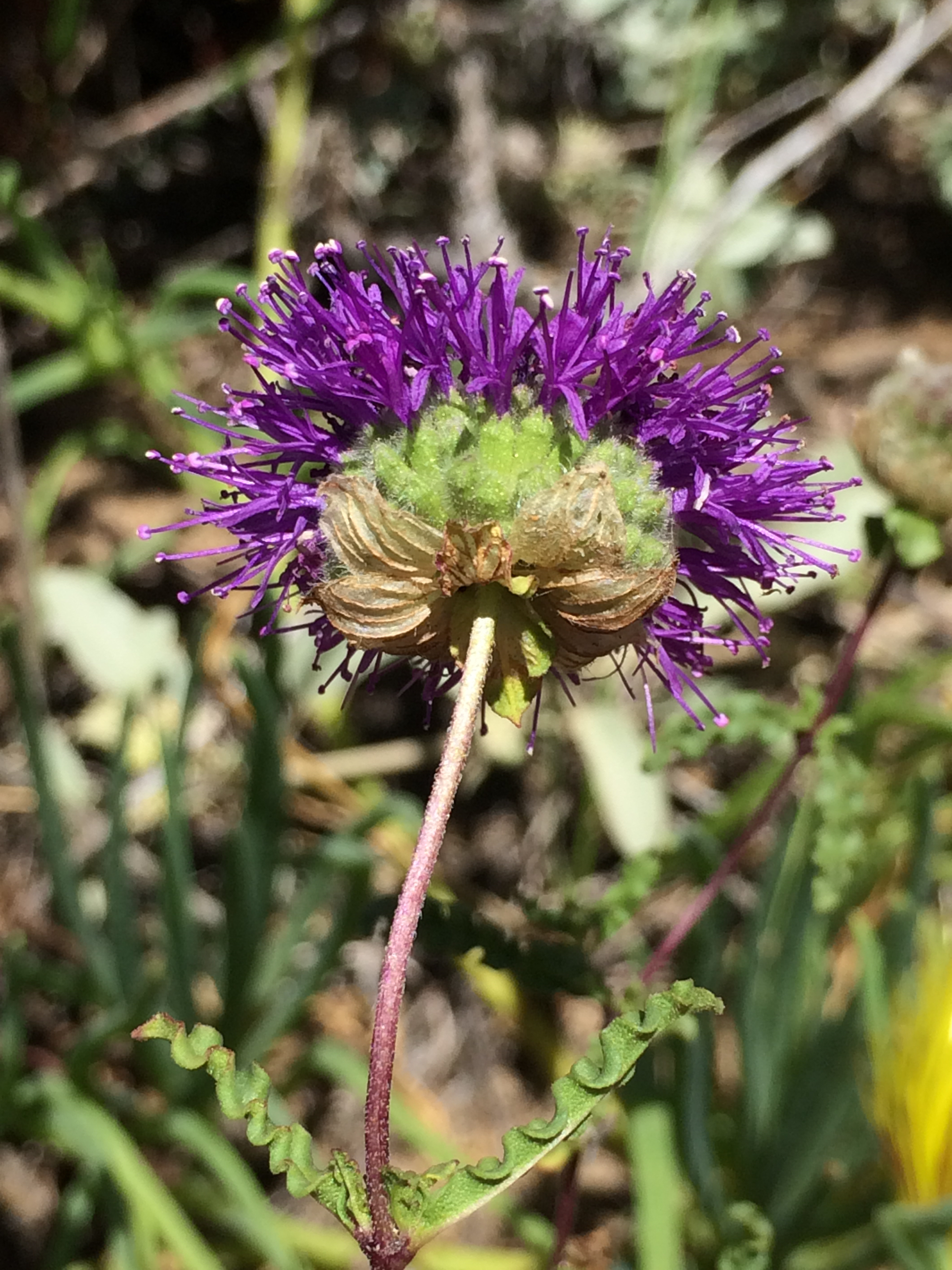 Monardella_sinuata_2