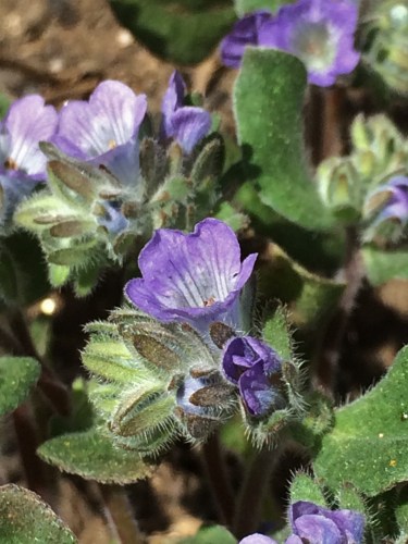 Phacelia_congdonii