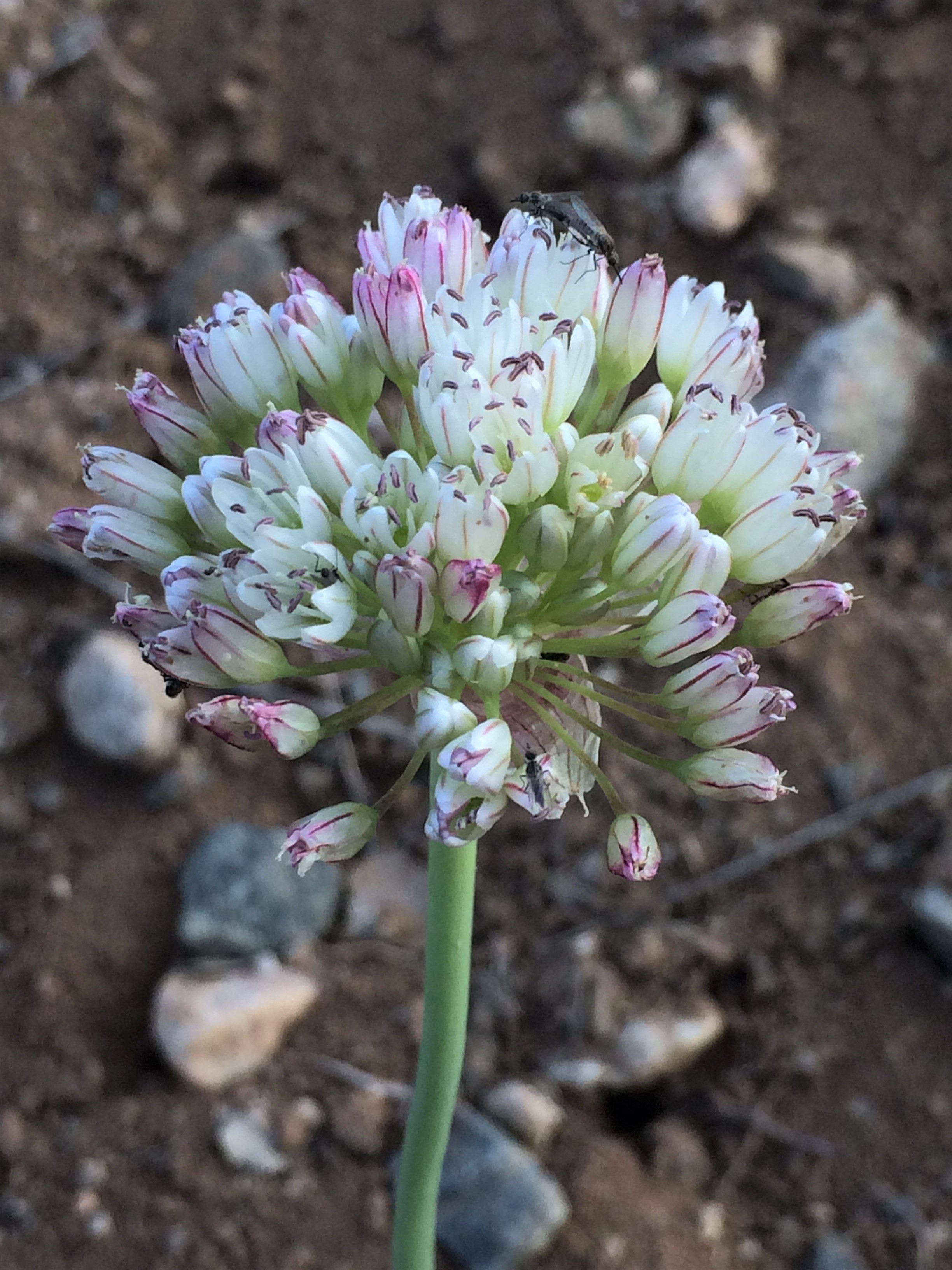 Allium howellii_clokeyi