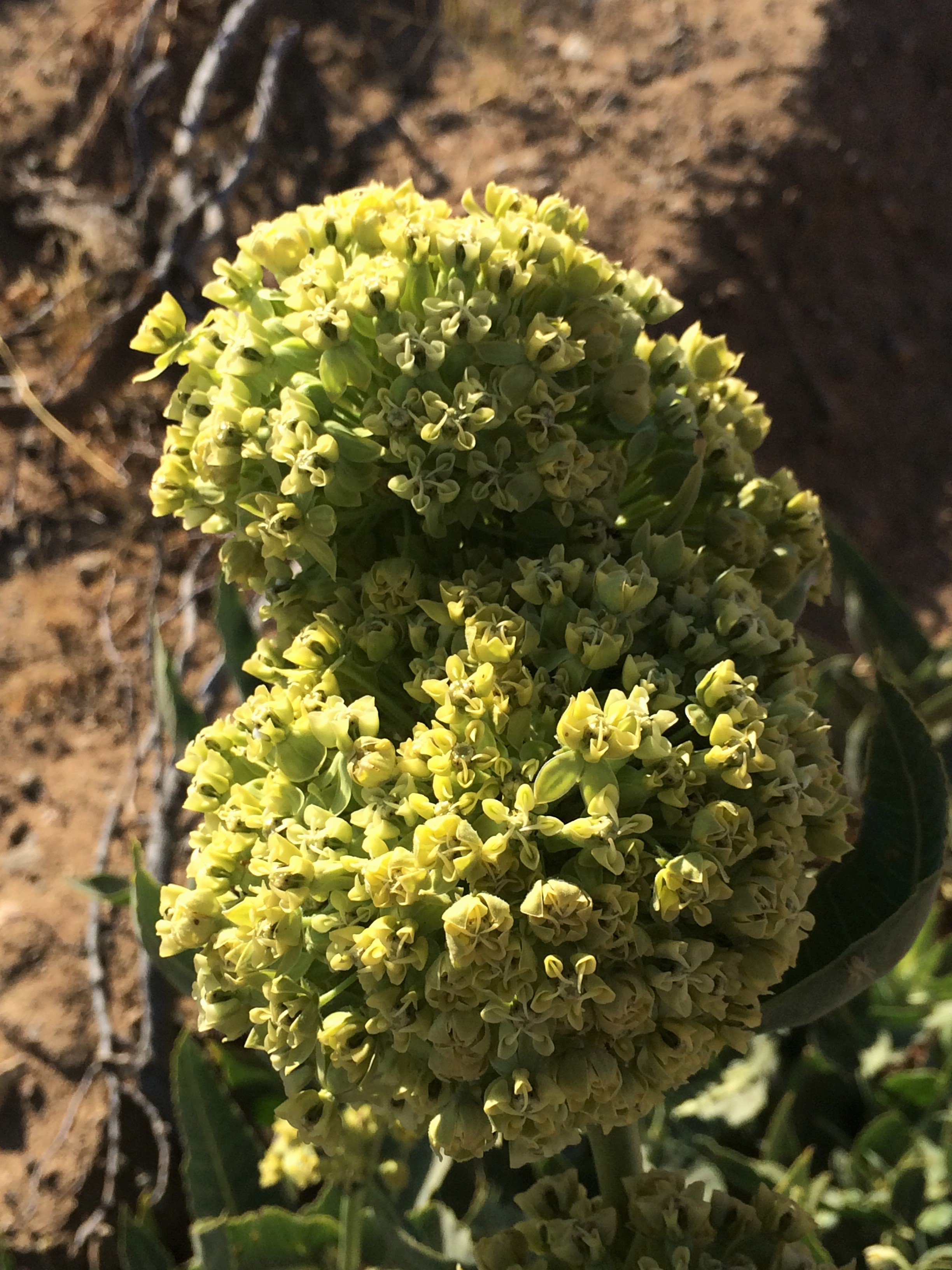 Asclepias_erosa