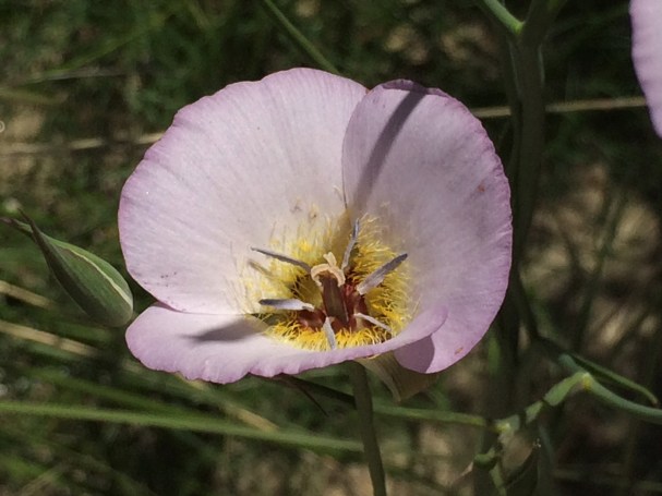 Calochortus_palmeri_2