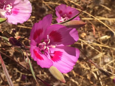 Clarkia_amoena