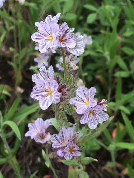 Phacelia_mohavensis_2