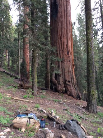 Sequoiadendron_giganteum