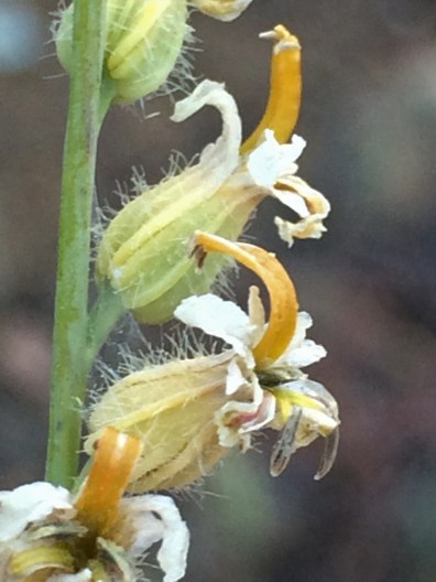 Streptanthus_morrisonii