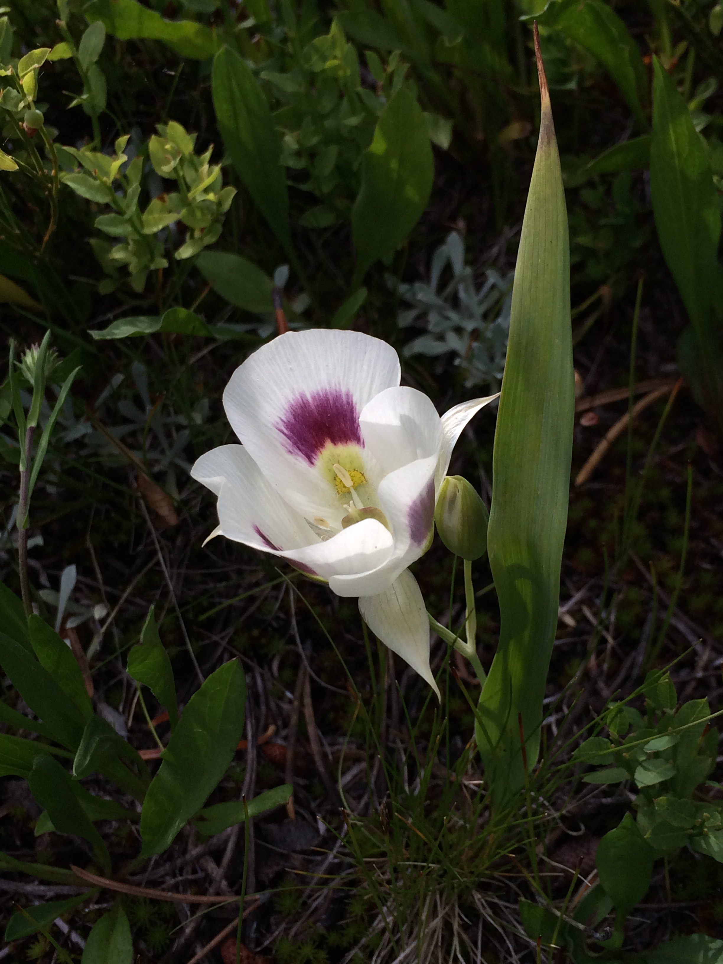 Calochortus_eurycarpus_2