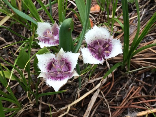 Calochortus_tolmiei