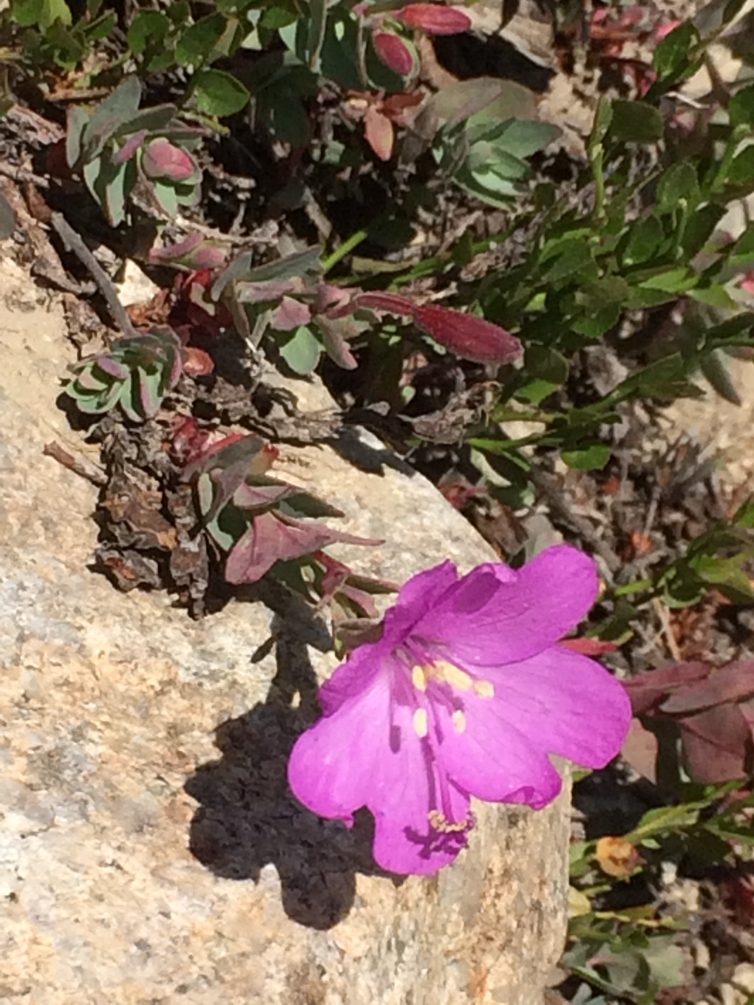 Epilobium_orbicordum