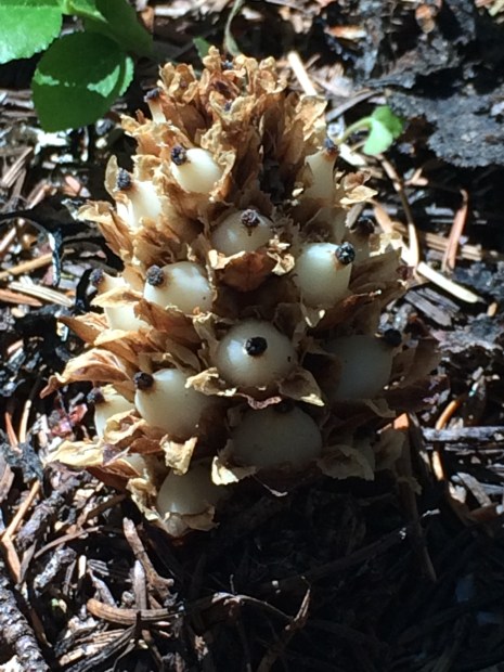 Kopsiopsis_strobilacea