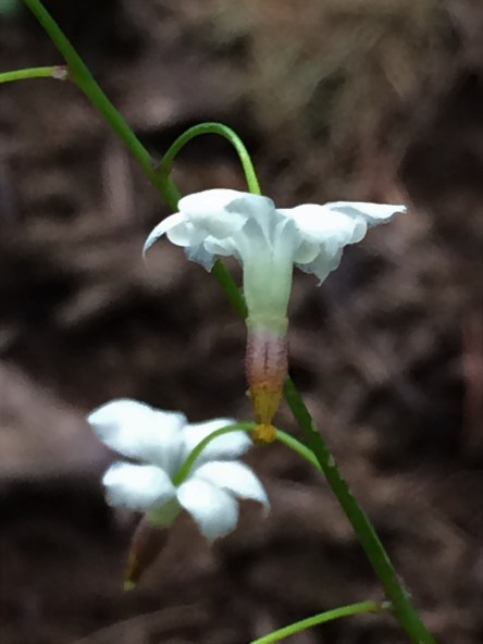 Vancouveria-hexandra