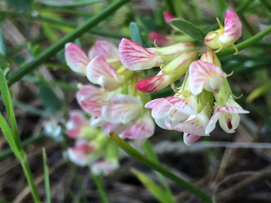 1Acmispon_cytisoides