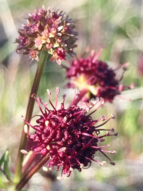 1Sanicula_bipinnatifida