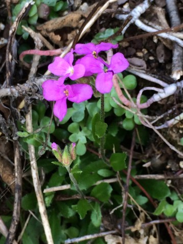 2Arabis_blepharophylla