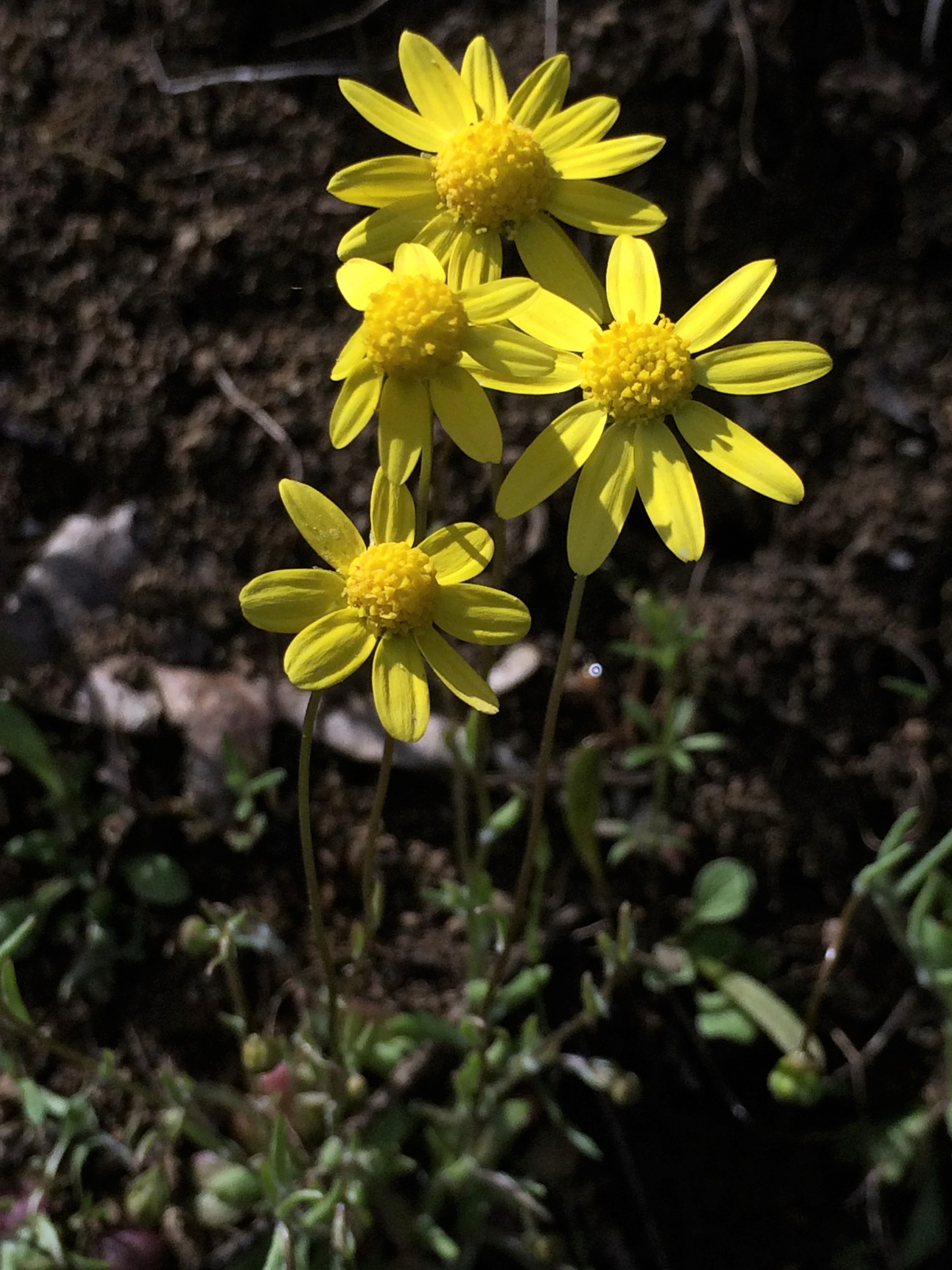 3Crocidium_multicaule