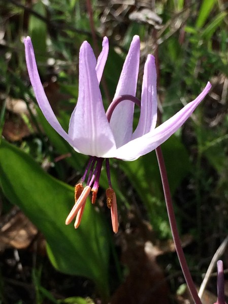 3Erythronium_hendersonii_1