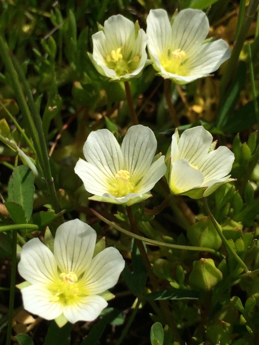 3Limnanthes_floccosa_pumila