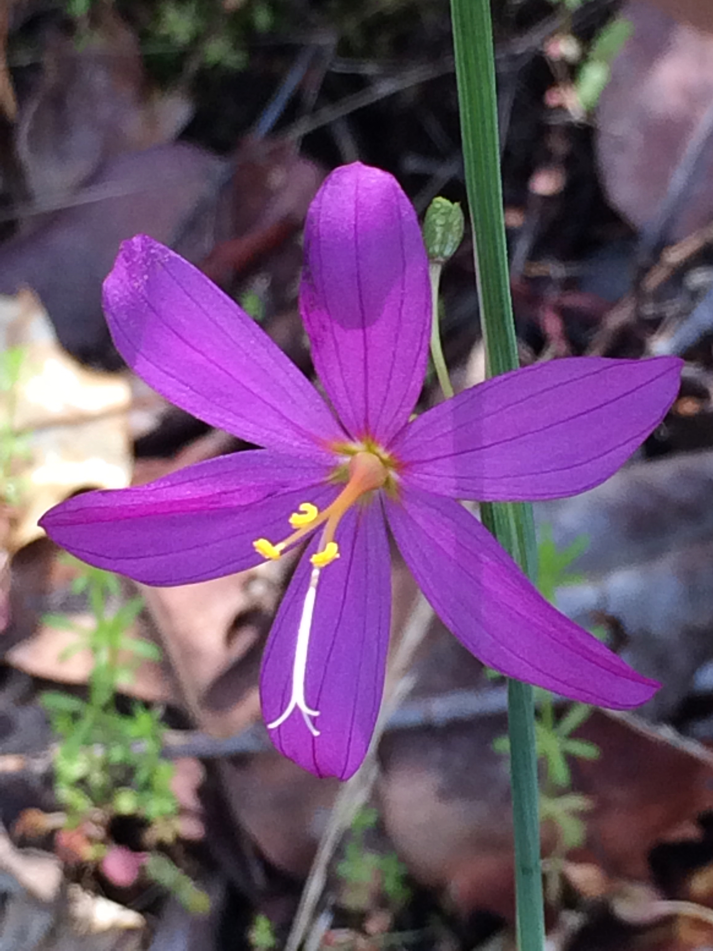 3Olsynium_douglasii_1