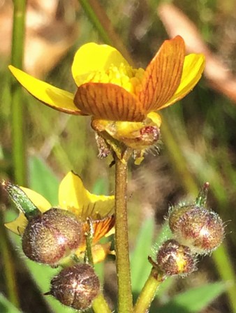 3Ranunculus_austro-oreganus