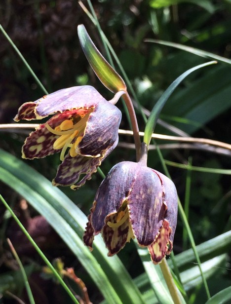 4Fritillaria_affinis