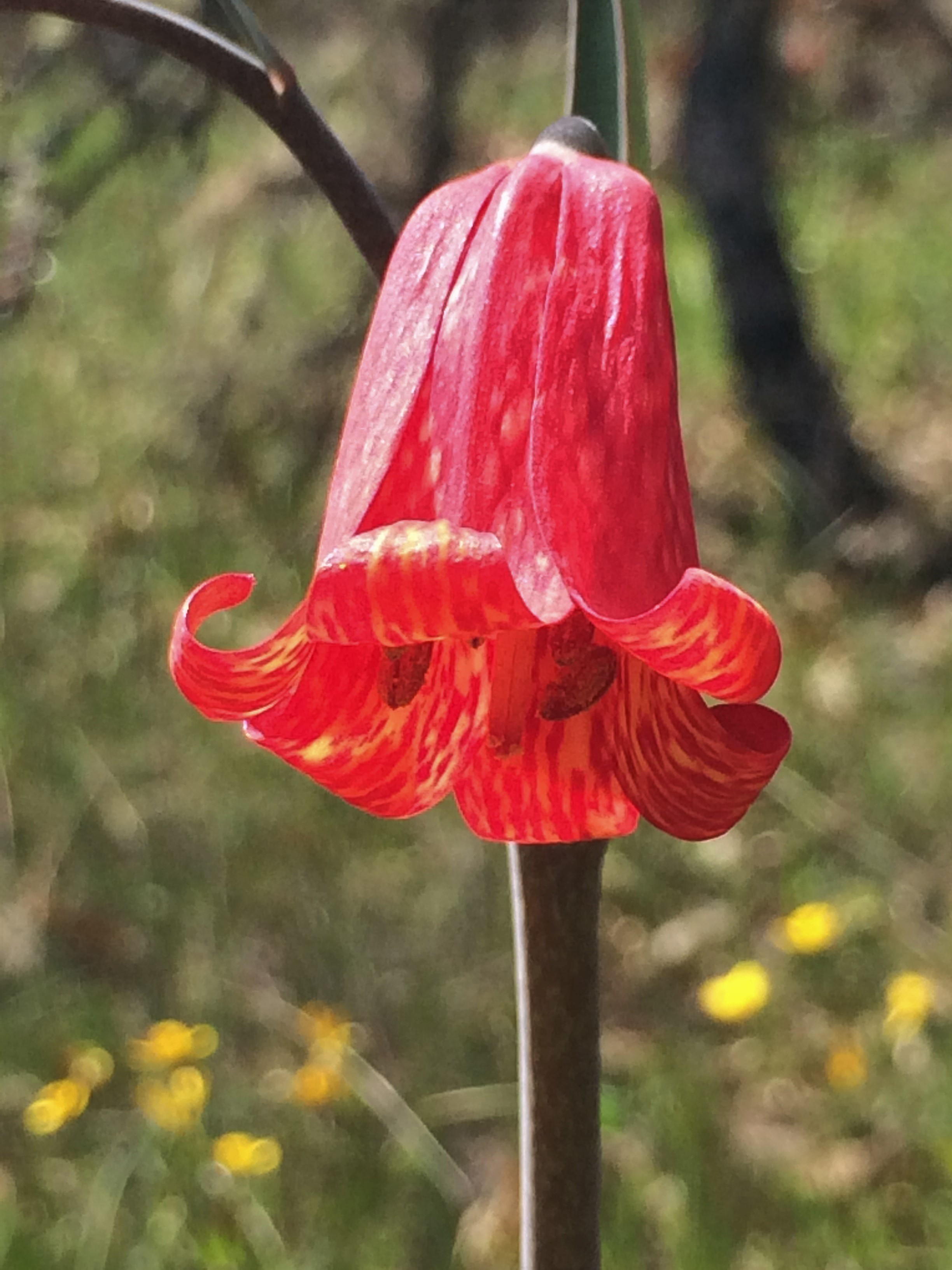 4Fritillaria_recurva_1