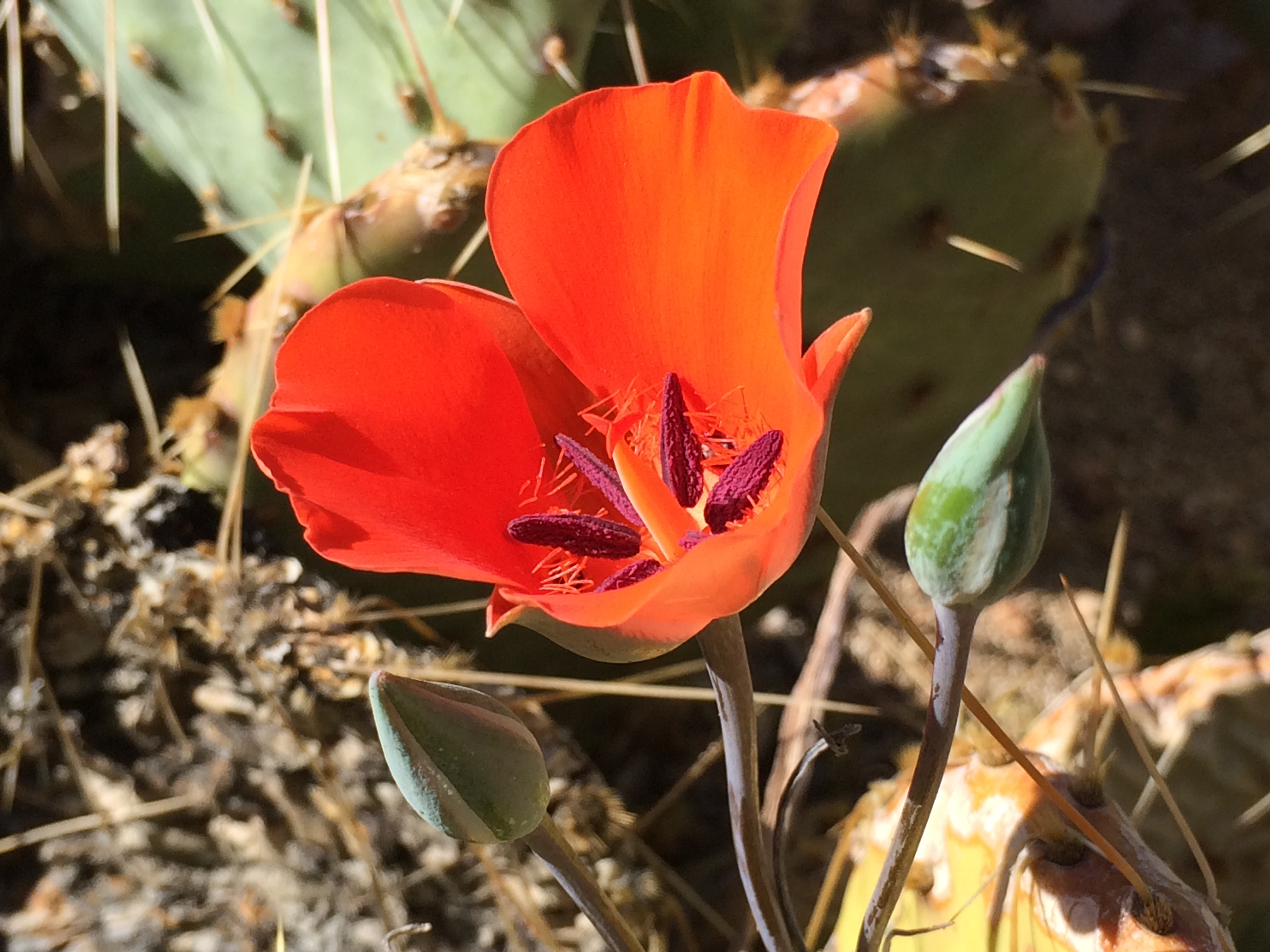 Calochortus_kennedyi