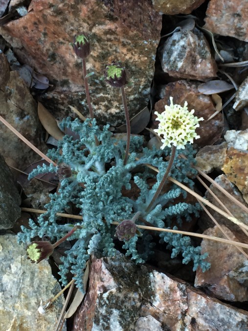 Chaenactis_santolinodies